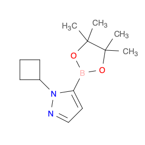 2227297-73-4 1-cyclobutyl-5-(tetramethyl-1,3,2-dioxaborolan-2-yl)-1H-pyrazole